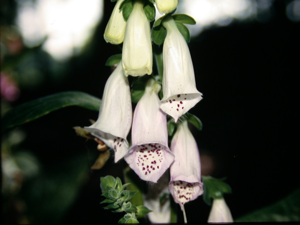 Digitalis purpurea / Digitale rossa